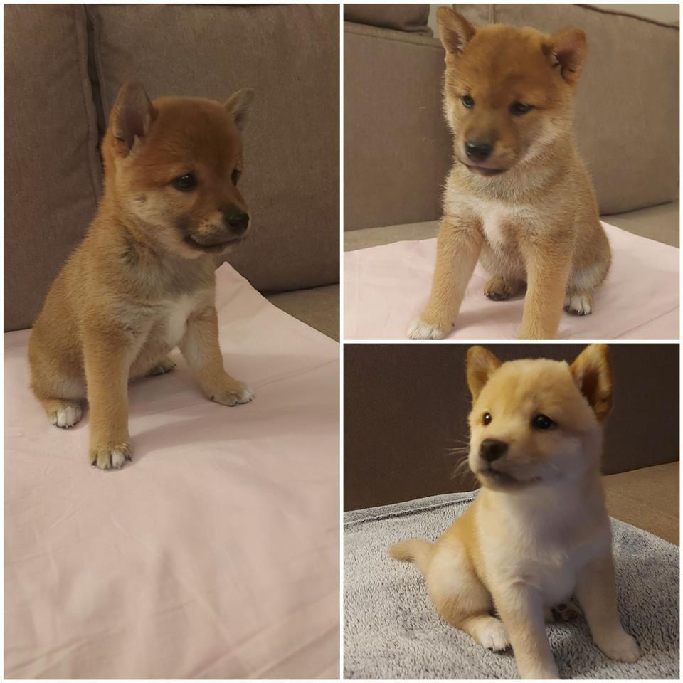 Shiba-Inu