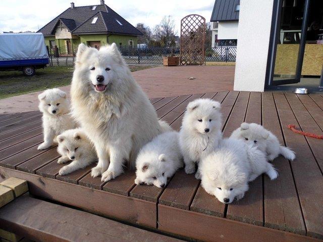 Samojed-i-sibirski-haski-stenci-na-prodaju