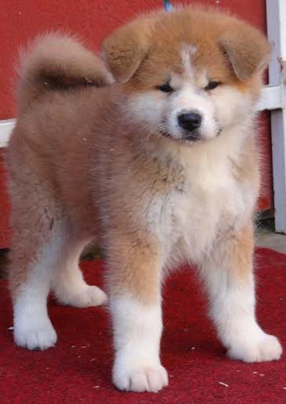 Akita-Inu