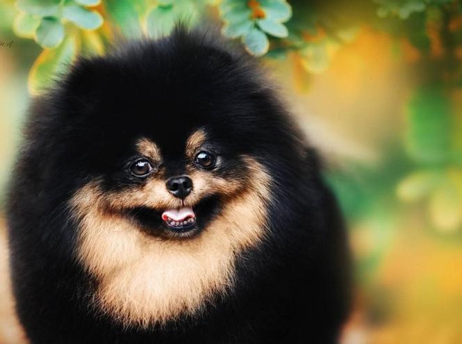 Pomeranian Boo