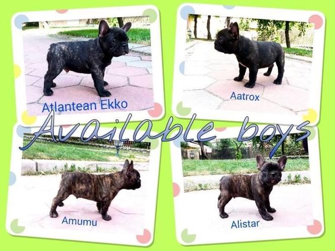 FRANCUSKI BULDOG  STENCI 