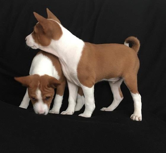 Basenji-štenci