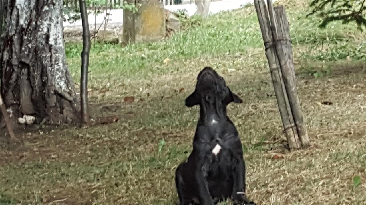 Cane-corso-stenci