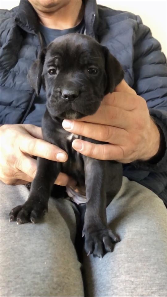 Cane-corso-stenci