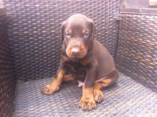 Doberman