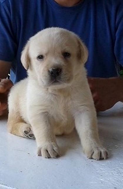 Labrador-štenci-
