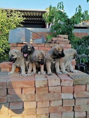 Turski-Kangal--stenci