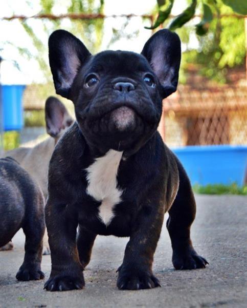 Francuski-Buldog