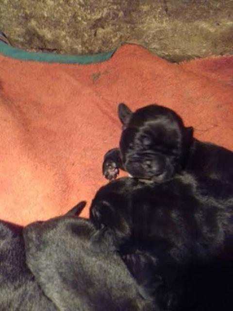 Cane-Corso--štenci-