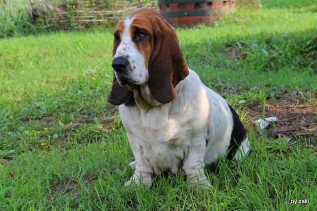 Basset-Hound---baset-stenci