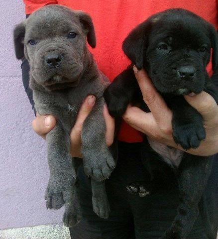 CANE-CORSO-stenci-od-odlicnih-roditelja