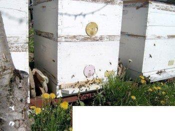 Rojevi-i-kompletna-pčelinja-društva