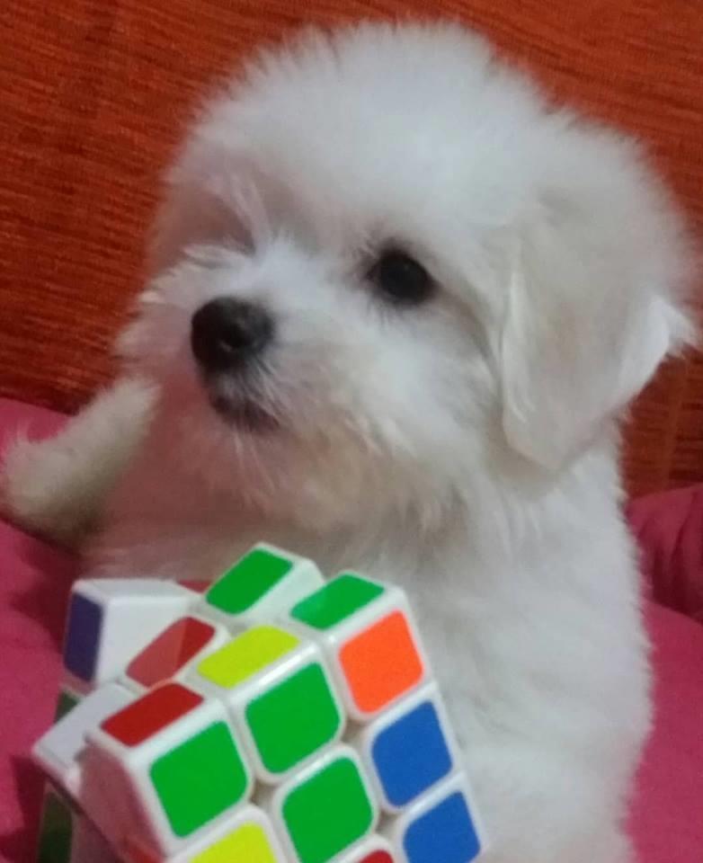 Coton-de-Tulear-stenci