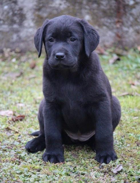 Labrador-stenci