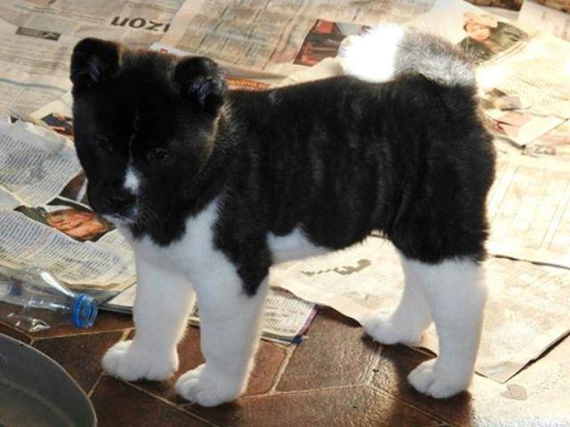 Američka-akita--štenci
