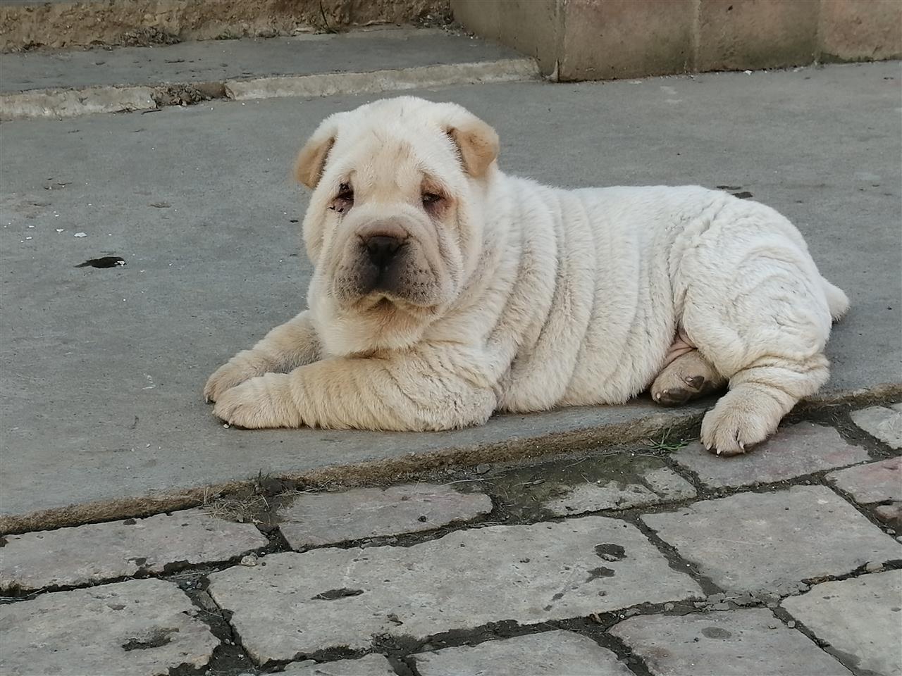 Šar-pej