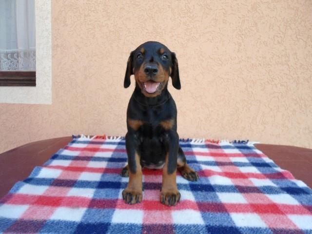 Doberman-stenci