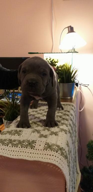 Cane-corso-štenci