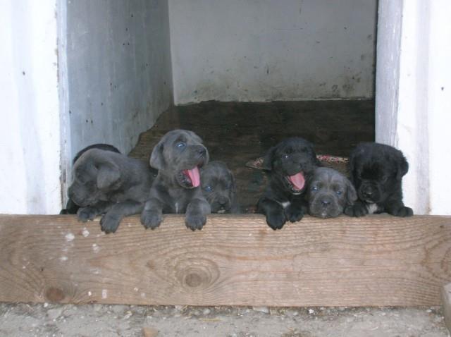 Cane-corso-štenci