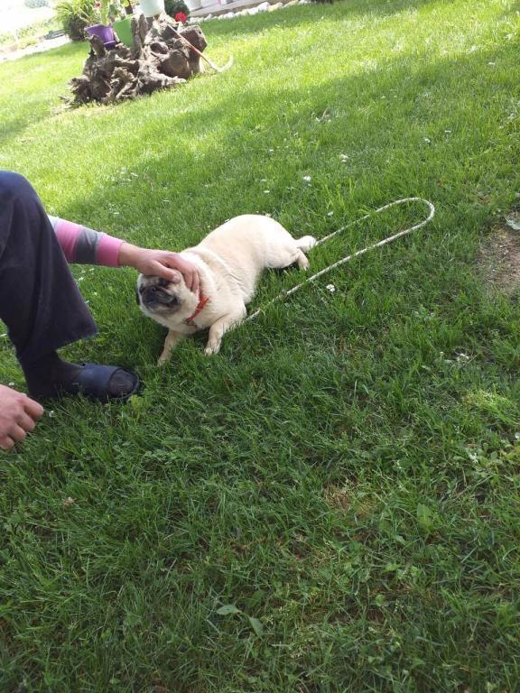 Mops-zenka