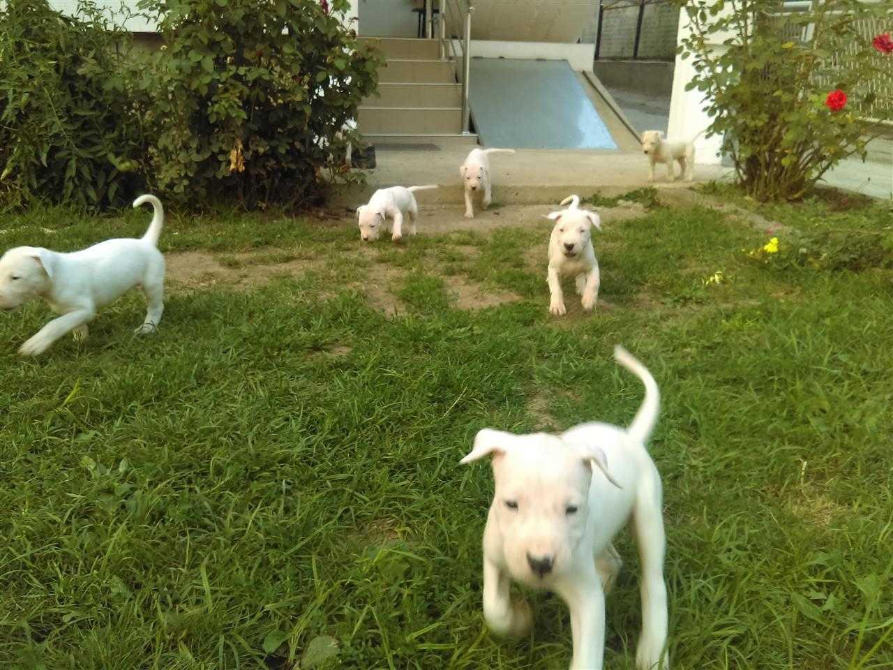 Dogo-Argentino
