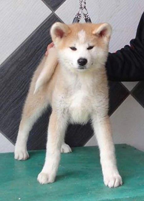 Akita-Inu