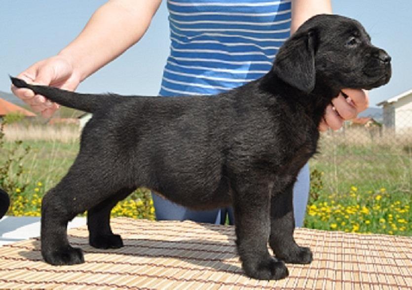Labrador-Retriver