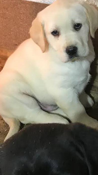 Labrador-Retriver-VRHUNSKI-ŠTENCI