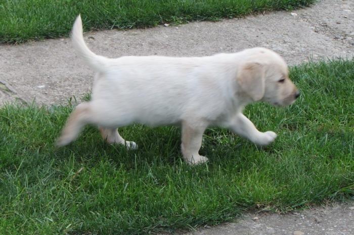 Labrador-retriver-stenad