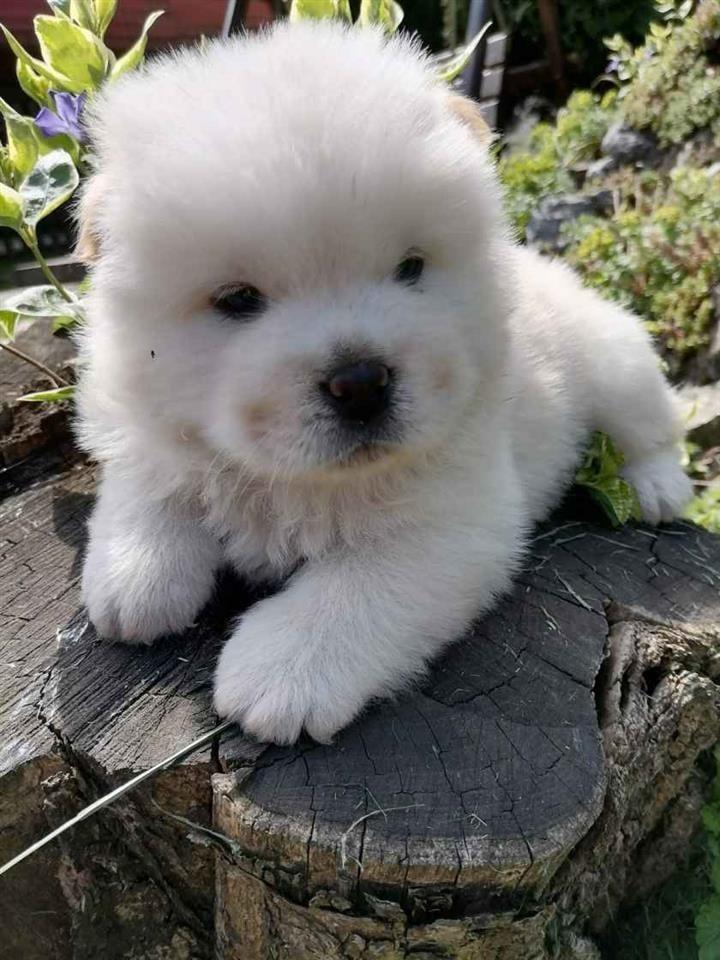 Chow-chow-stenci