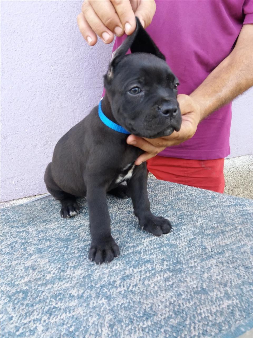 Cane-Corso-Muski-Stenci
