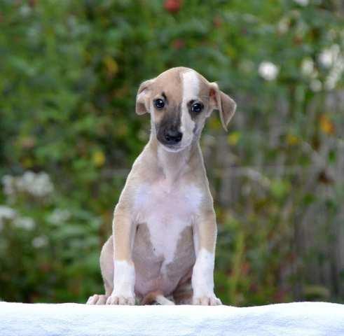 Mali-Engleski-Hrt-Whippet--štenci