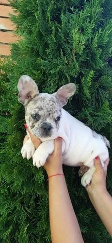 Francuski buldog 