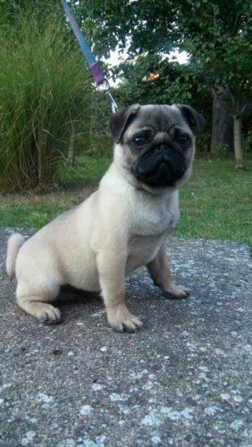 Mops