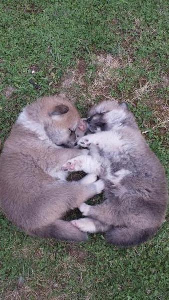 Akita-Inu-kvalitetni-stenci