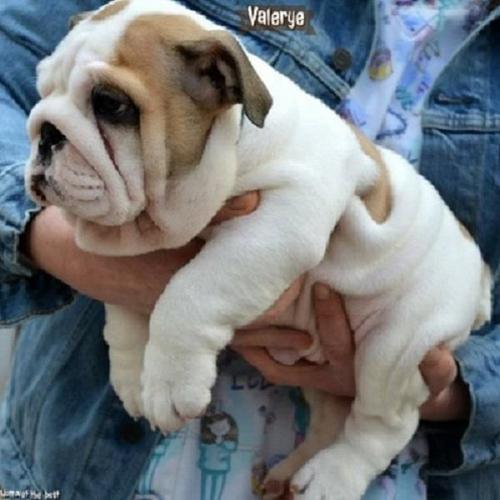 Engleski Buldog 
