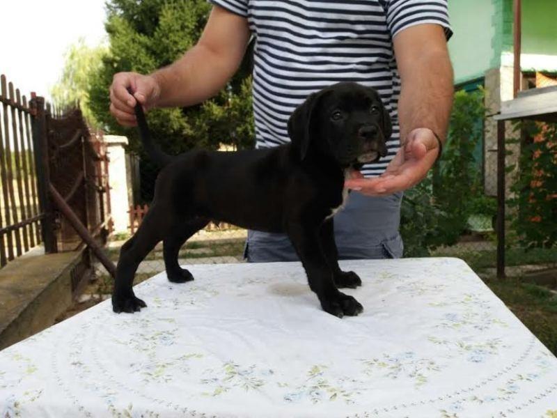 CANE-CORSO-
