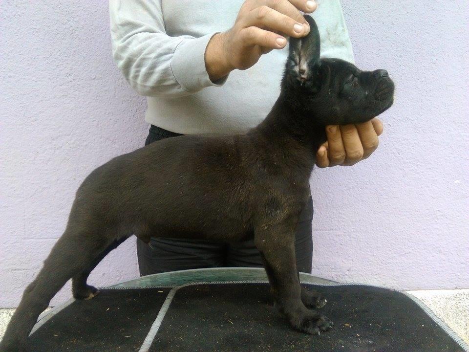 Cane-Corso--štenad