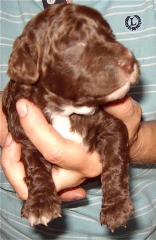 Stenci lagotto romagnolo