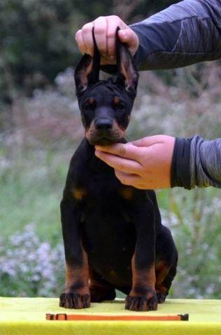 DOBERMAN-ŠTENAD