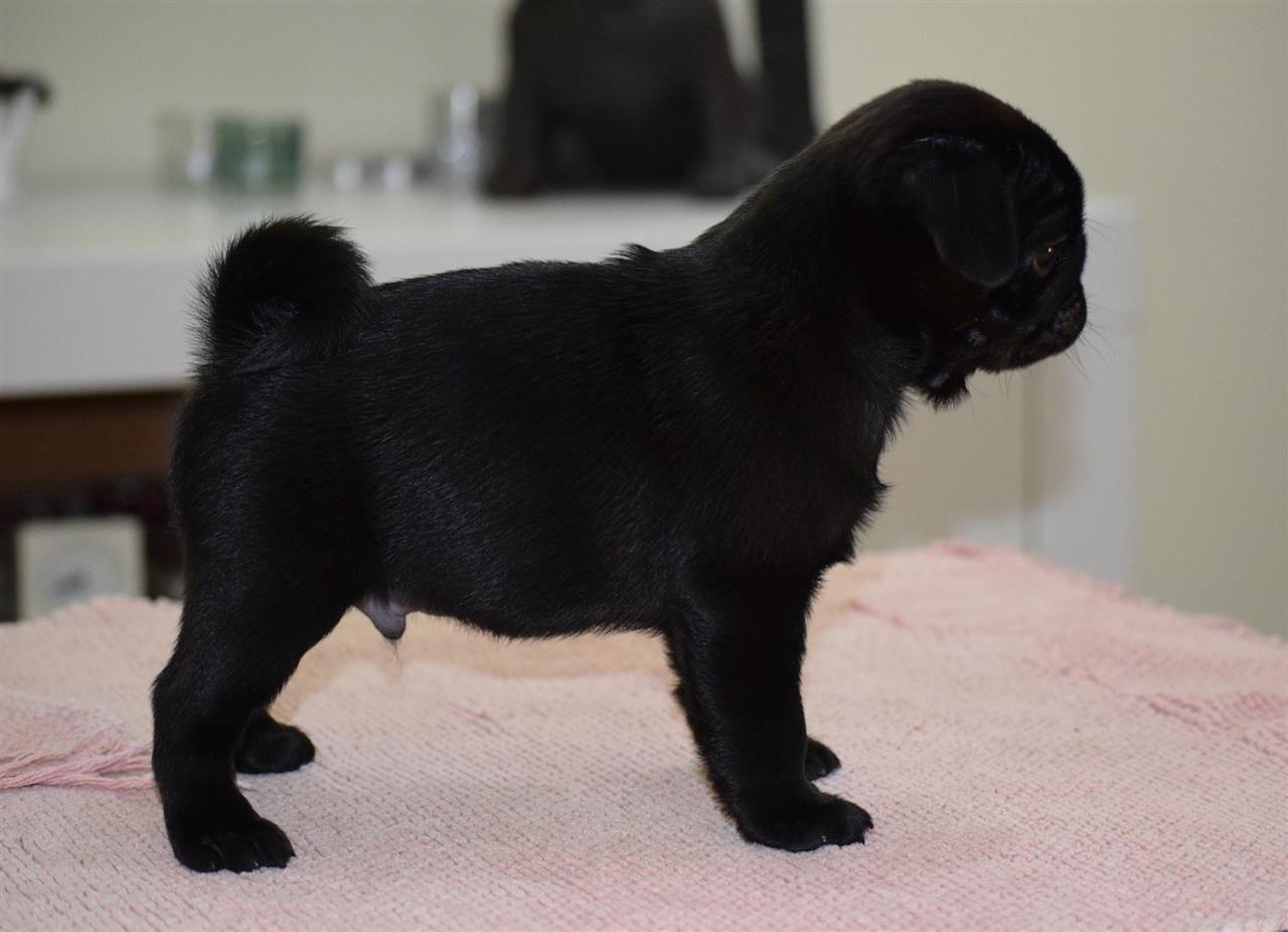 Mops-štenci-na-prodaju