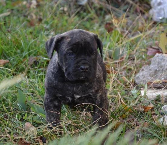 Cane-Corso-štenci-
