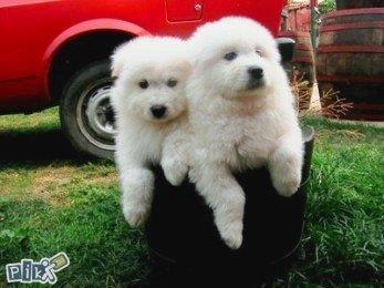 SAMOJED-STENCI-ODG--PEKI-SIBERICA
