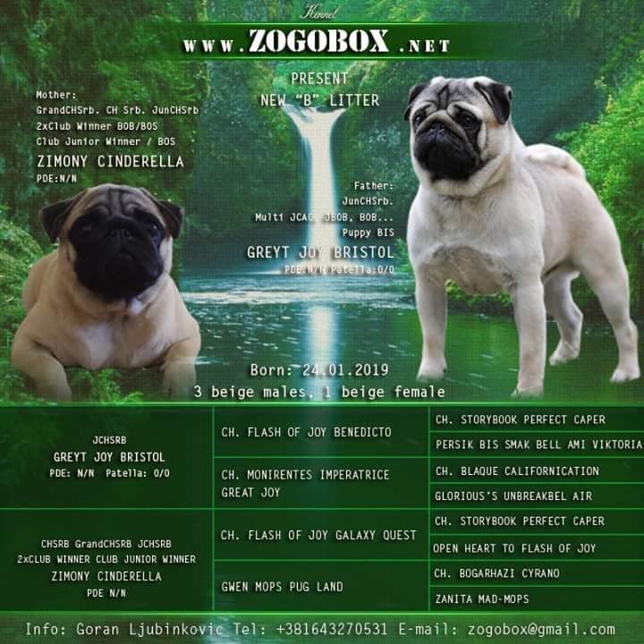 Mops-štenci-