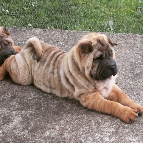 Shar Pei ženska štenad