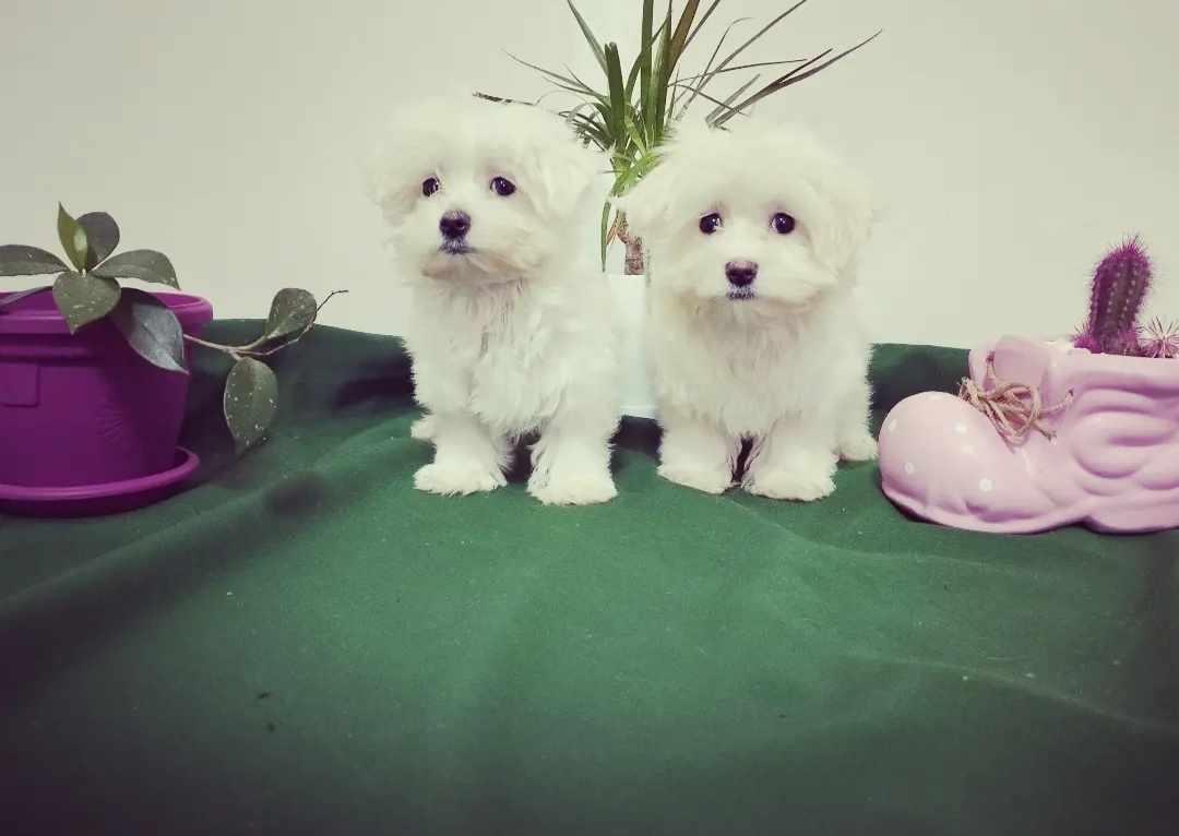 Maltezer-mini