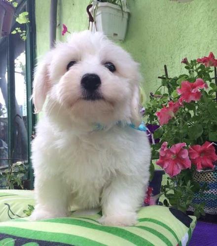 Coton de Tulear Stenci