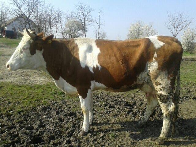 Junice simentalske rase