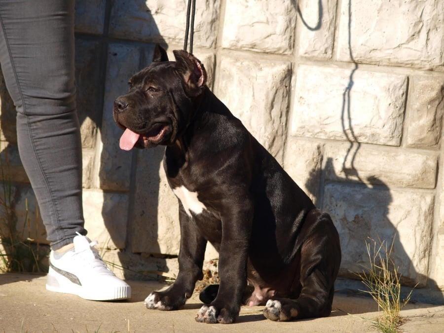 Cane-corso-štenci