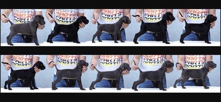Cane-corso-štenci